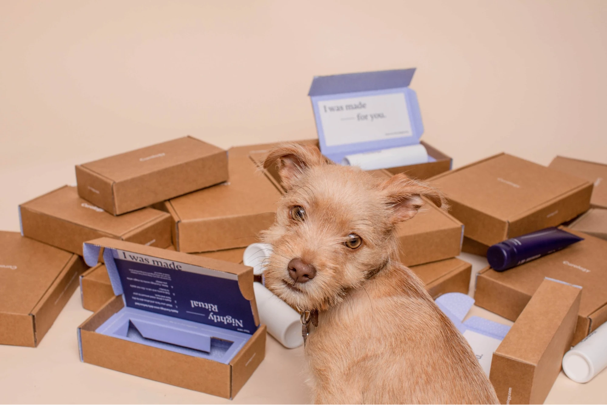 Dog Subscription Box Business